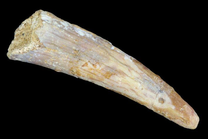 Bargain, Pterosaur (Siroccopteryx) Tooth - Morocco #94136